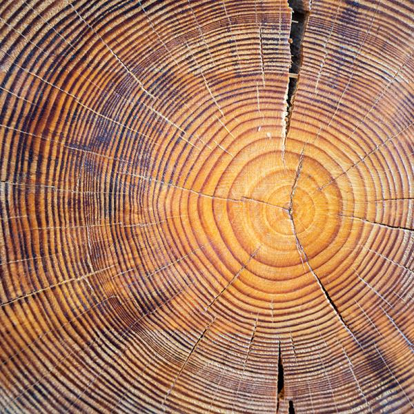 Tree rings radiocarbon dating