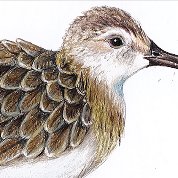 2020 Shorebirds Competition Summary and Results