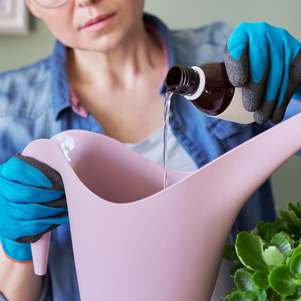 Using hydrogen peroxide in gardening