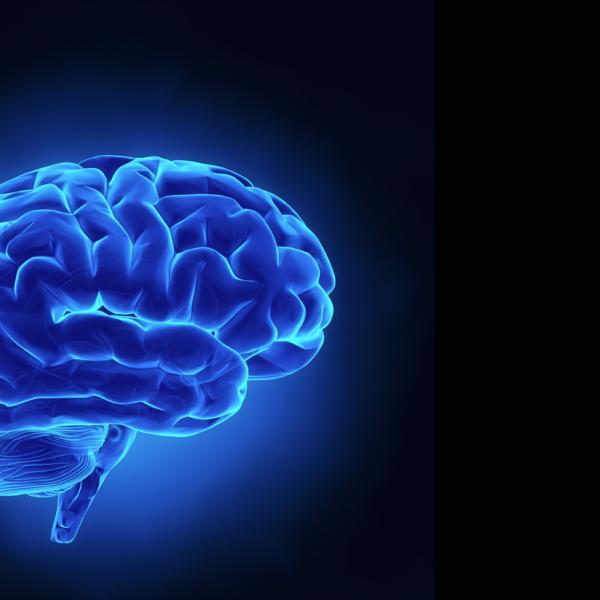 Brain