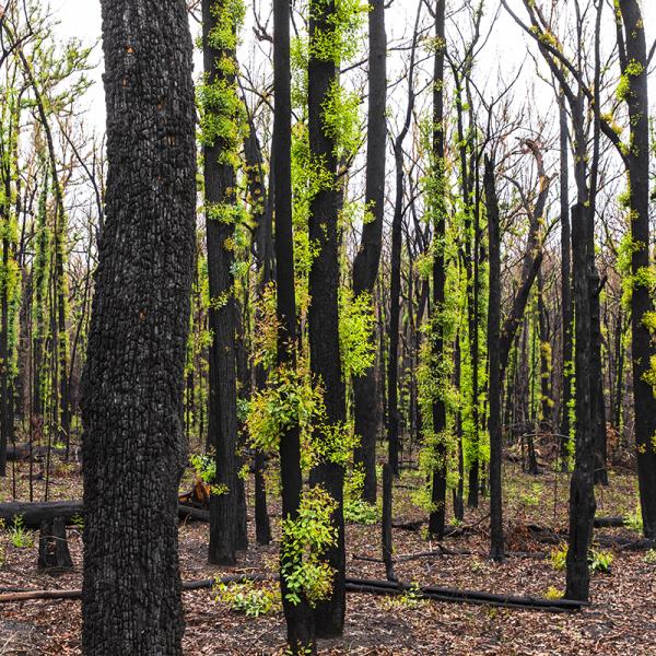 Bushfire regrowth