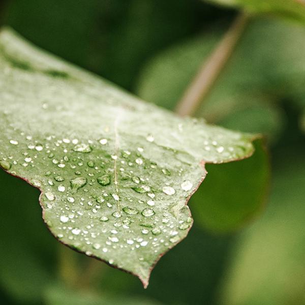 Eucalyptus leaves