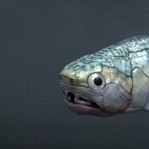 Gogo fish