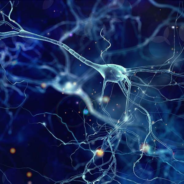 Neurons in the brain