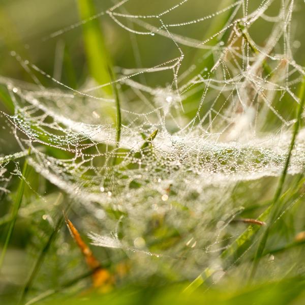 Spider web