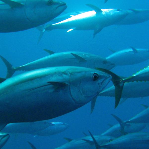 Tuna