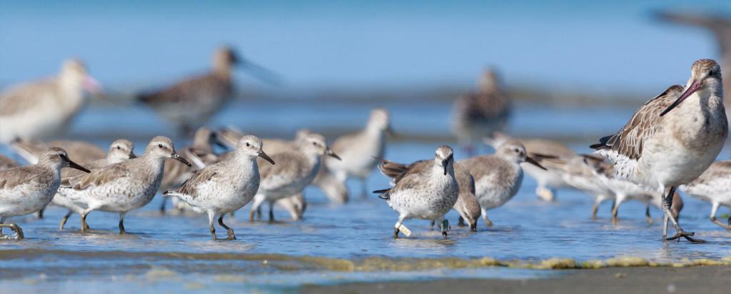 Shorebirds on beach