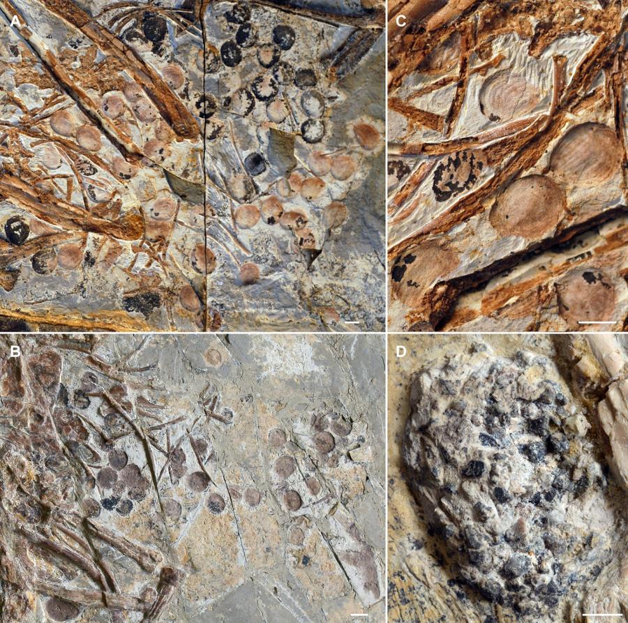 Seeds preserved in the abdominal area of selected Jeholornis prima specimens. Credit: eLife 11:e74751 
